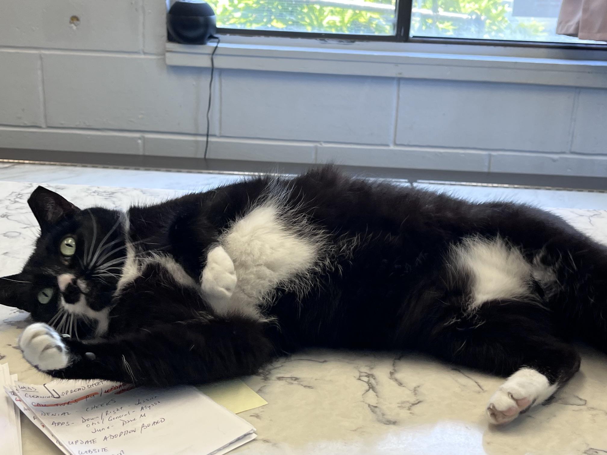 Clove, a Adoptable Domestic Short Hair in East Northport, NY image 2/5