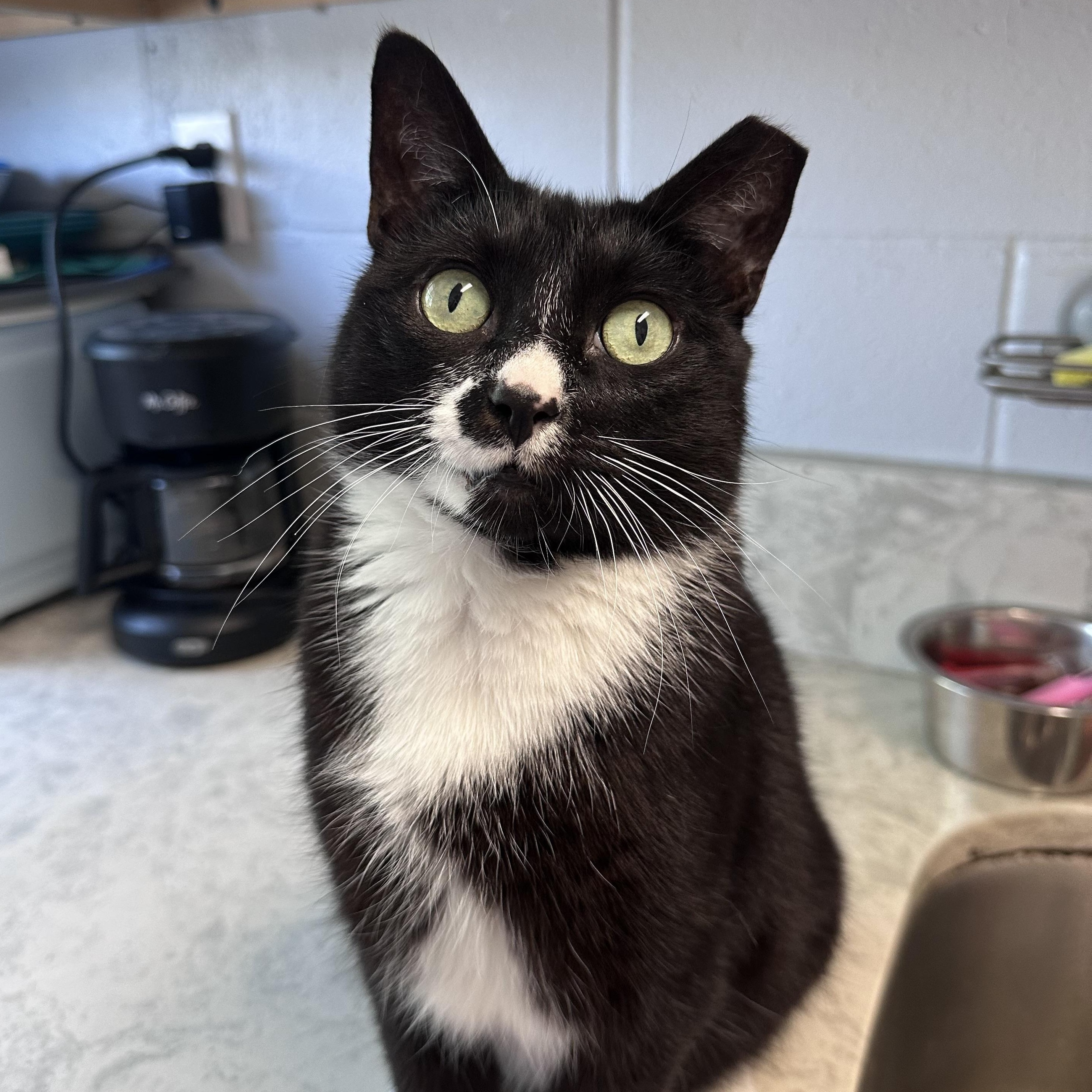 Clove, a Adoptable Domestic Short Hair in East Northport, NY image 3/5