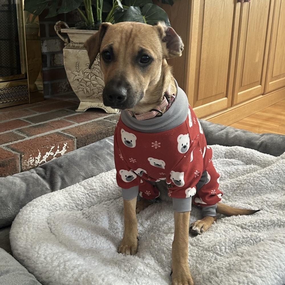 Ben Ashcraft, Adoptable, Puppy Male Mountain Cur.