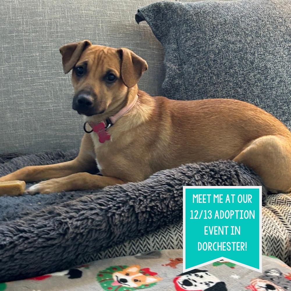 Ben Ashcraft, Adoptable, Puppy Male Mountain Cur.