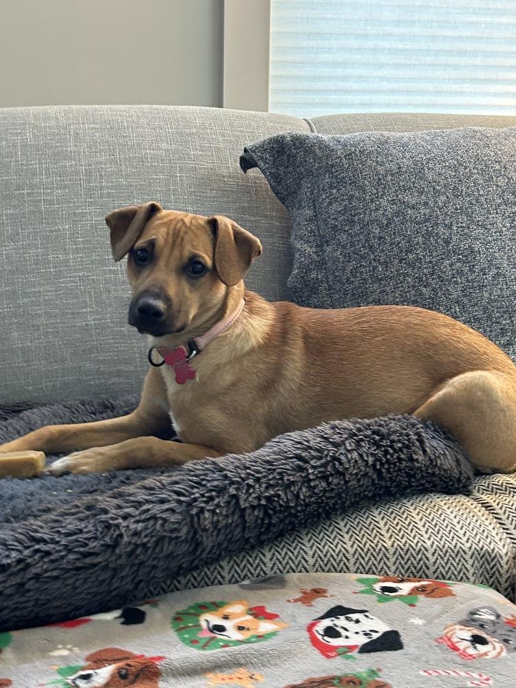 Ben Ashcraft, a Adoptable mixed breed in Boston, MA image 2/6