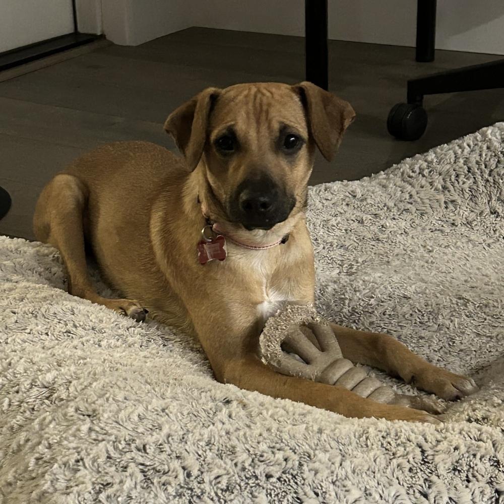 Ben Ashcraft, a Adoptable mixed breed in Boston, MA image 3/6