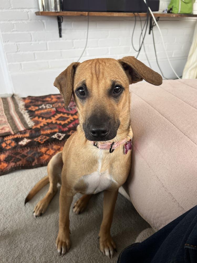 Ben Ashcraft, a Adoptable mixed breed in Boston, MA image 4/6