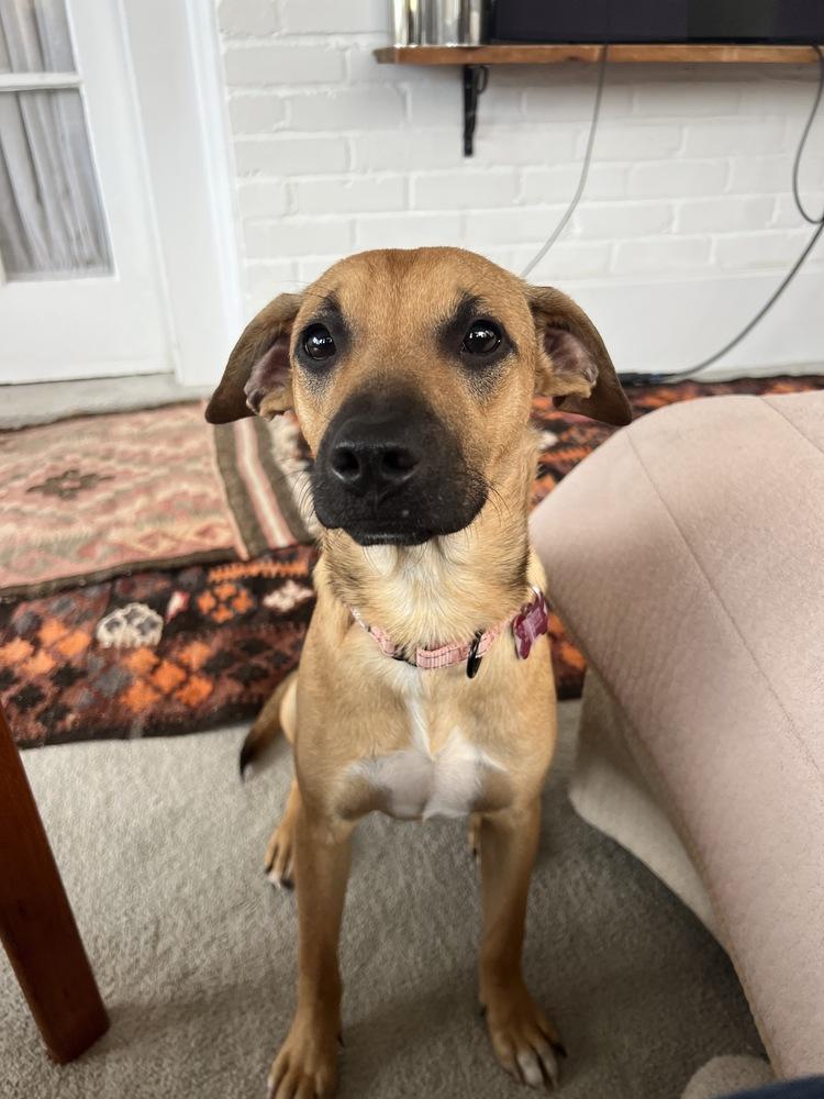 Ben Ashcraft, a Adoptable mixed breed in Boston, MA image 5/6