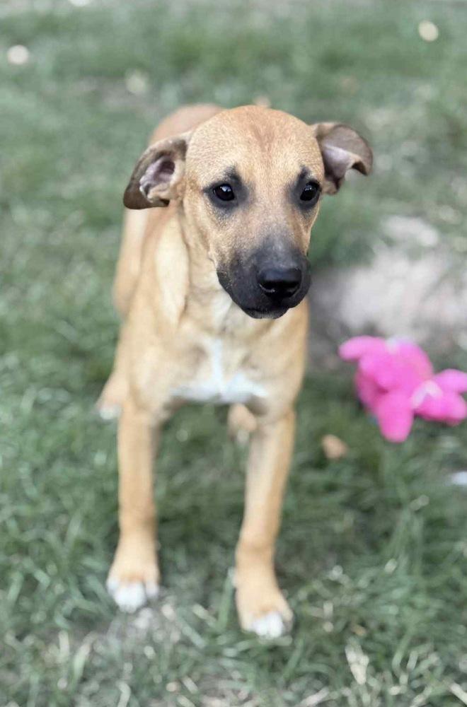 Enlarge Ben Ashcraft, a Adoptable mixed breed in Boston, MA image 1/1