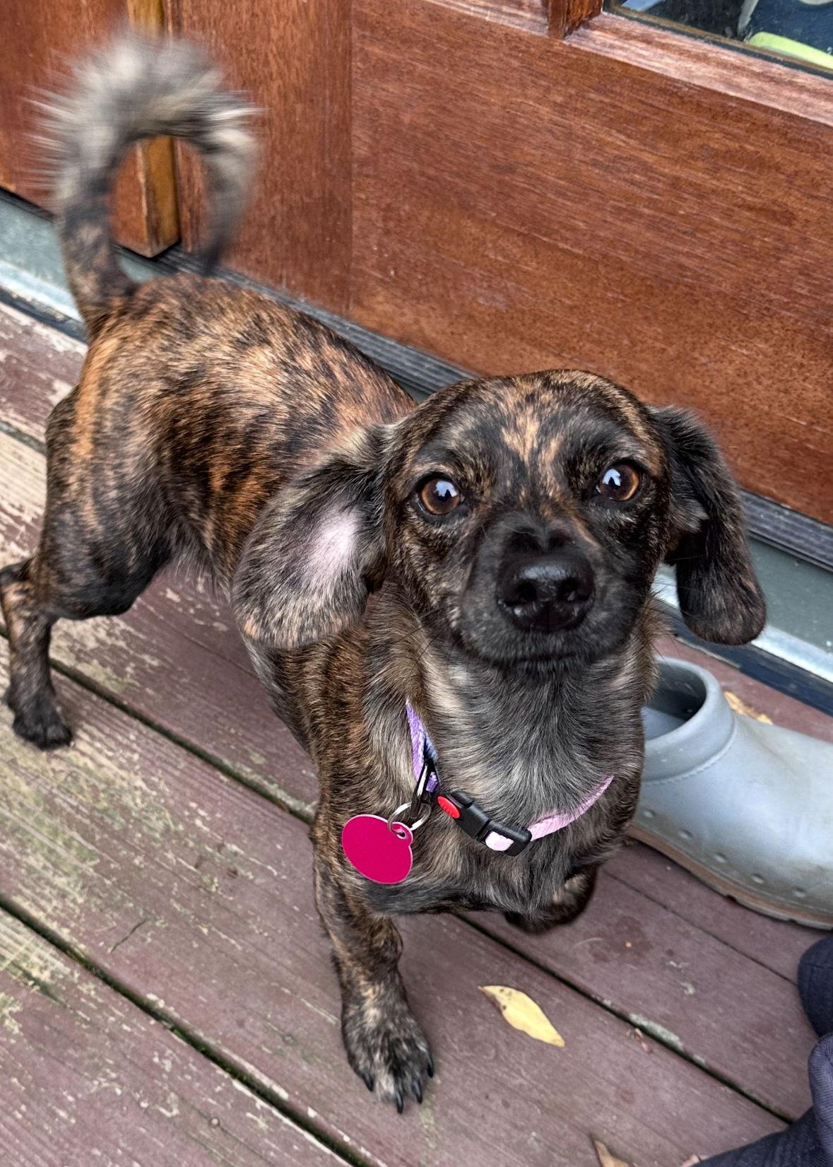 Enlarge Darla, a Adoptable mixed breed in Seattle, WA image 1/3