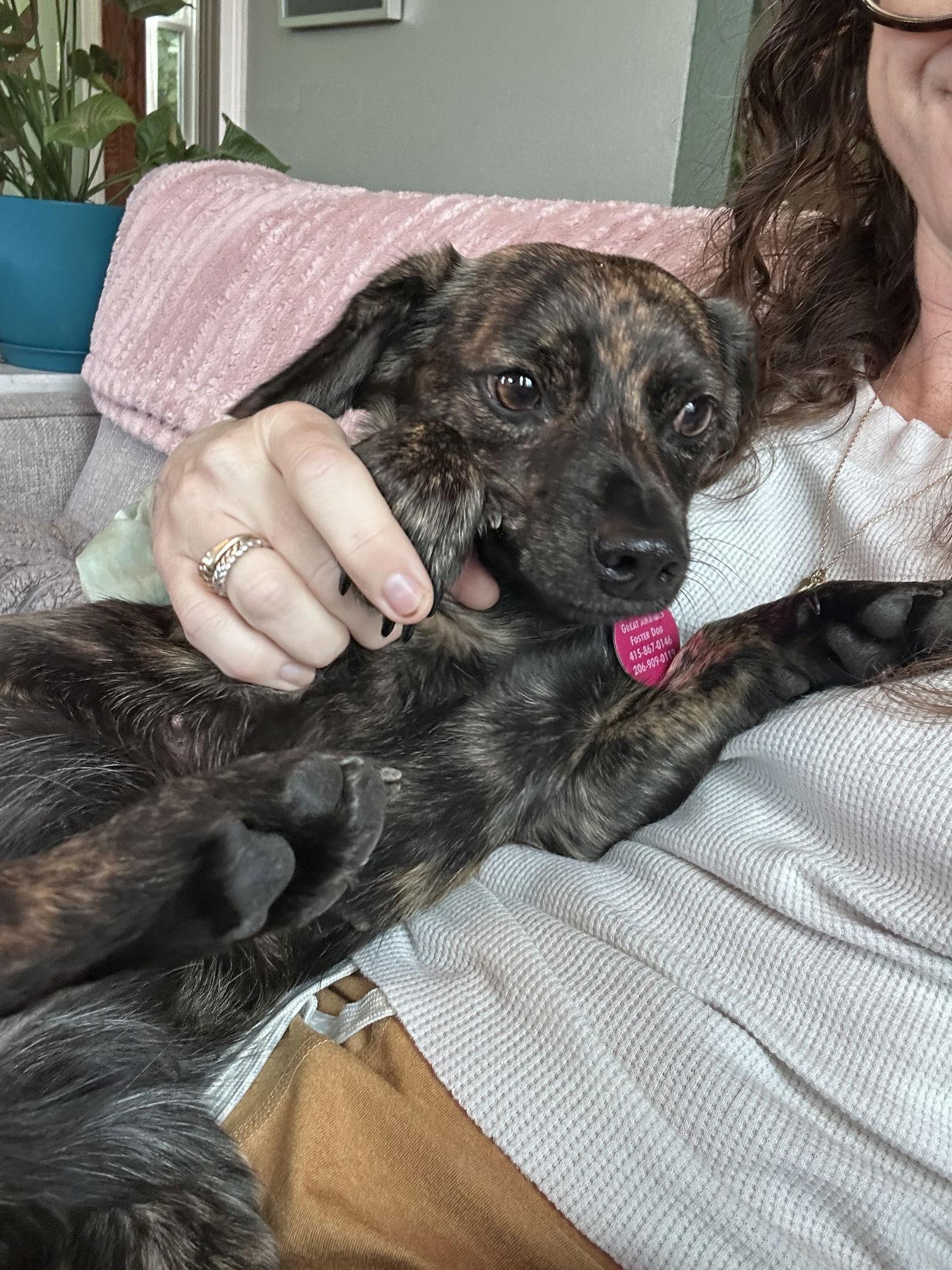 Enlarge Darla, a Adoptable mixed breed in Seattle, WA image 3/3