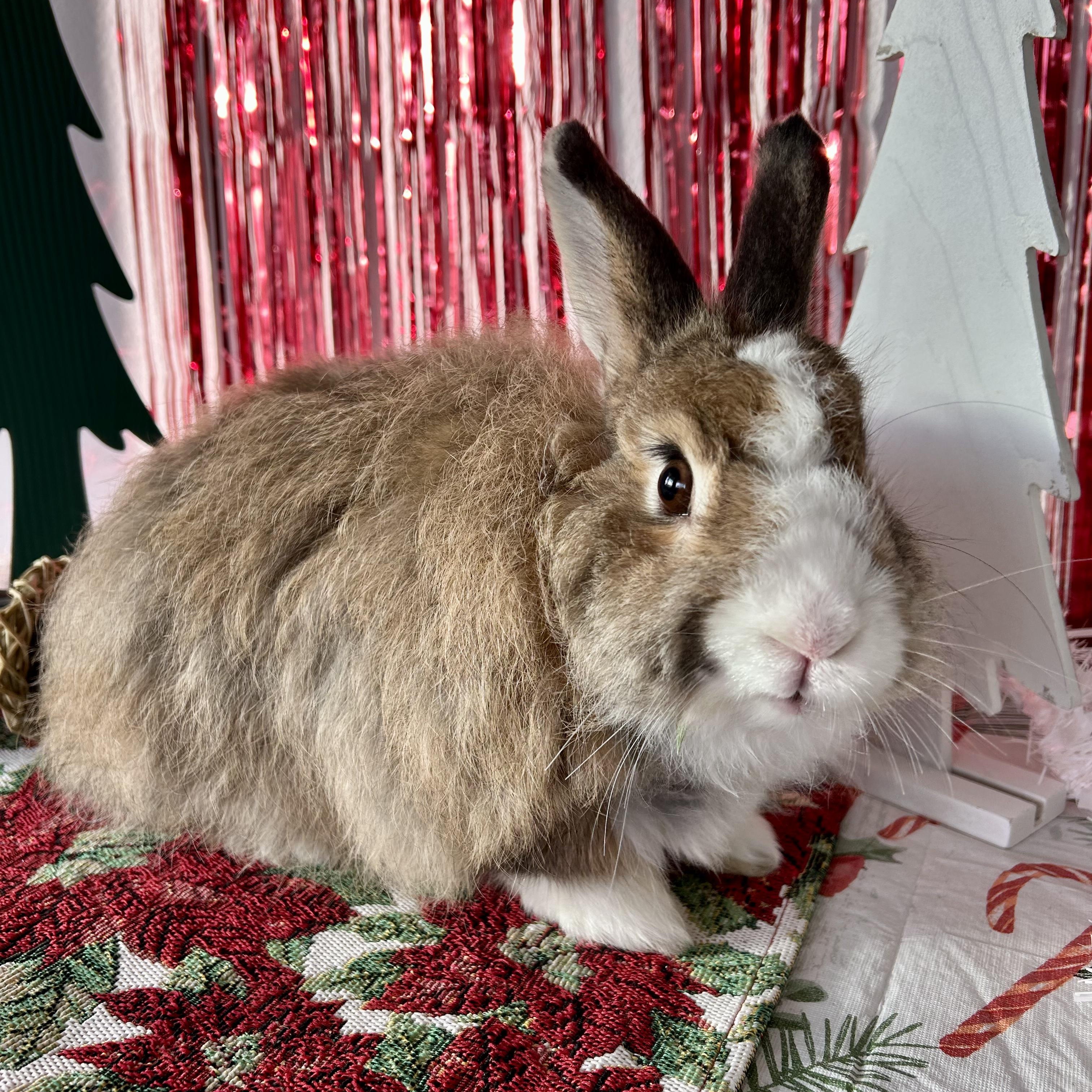 Enlarge Beaker, an adopted Jersey Wooly in Long Beach, CA image 2/3