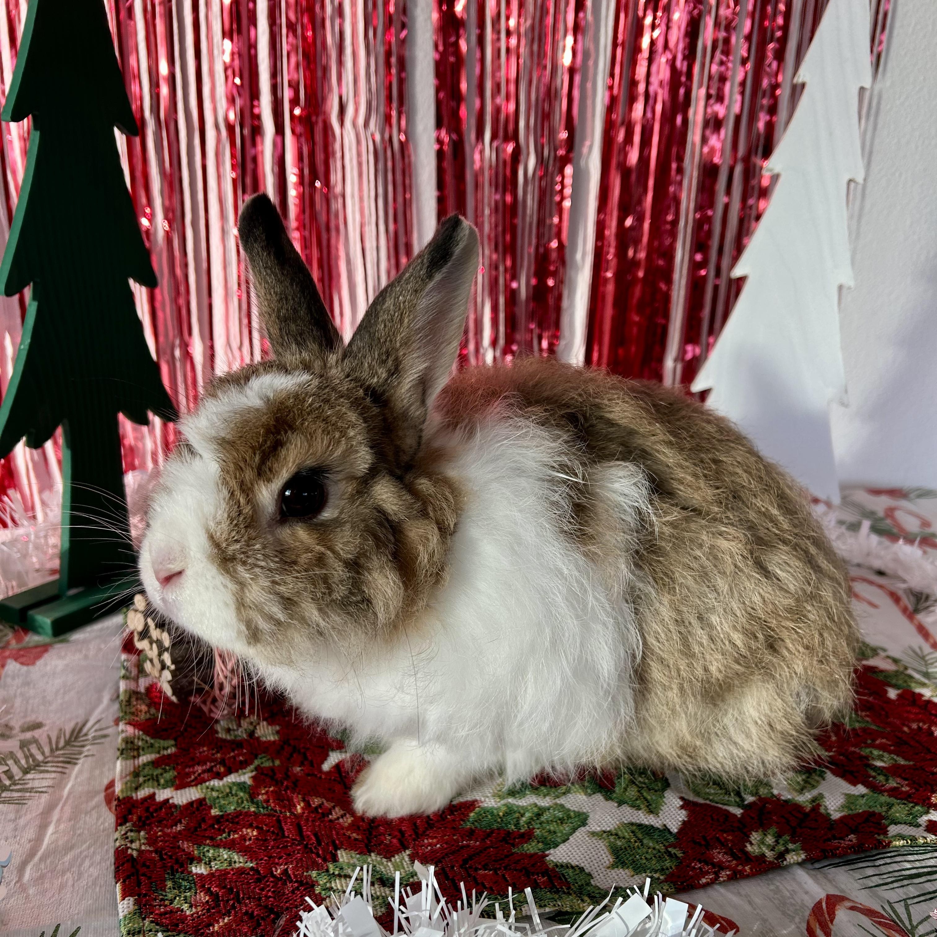 Enlarge Beaker, an adopted Jersey Wooly in Long Beach, CA image 3/3