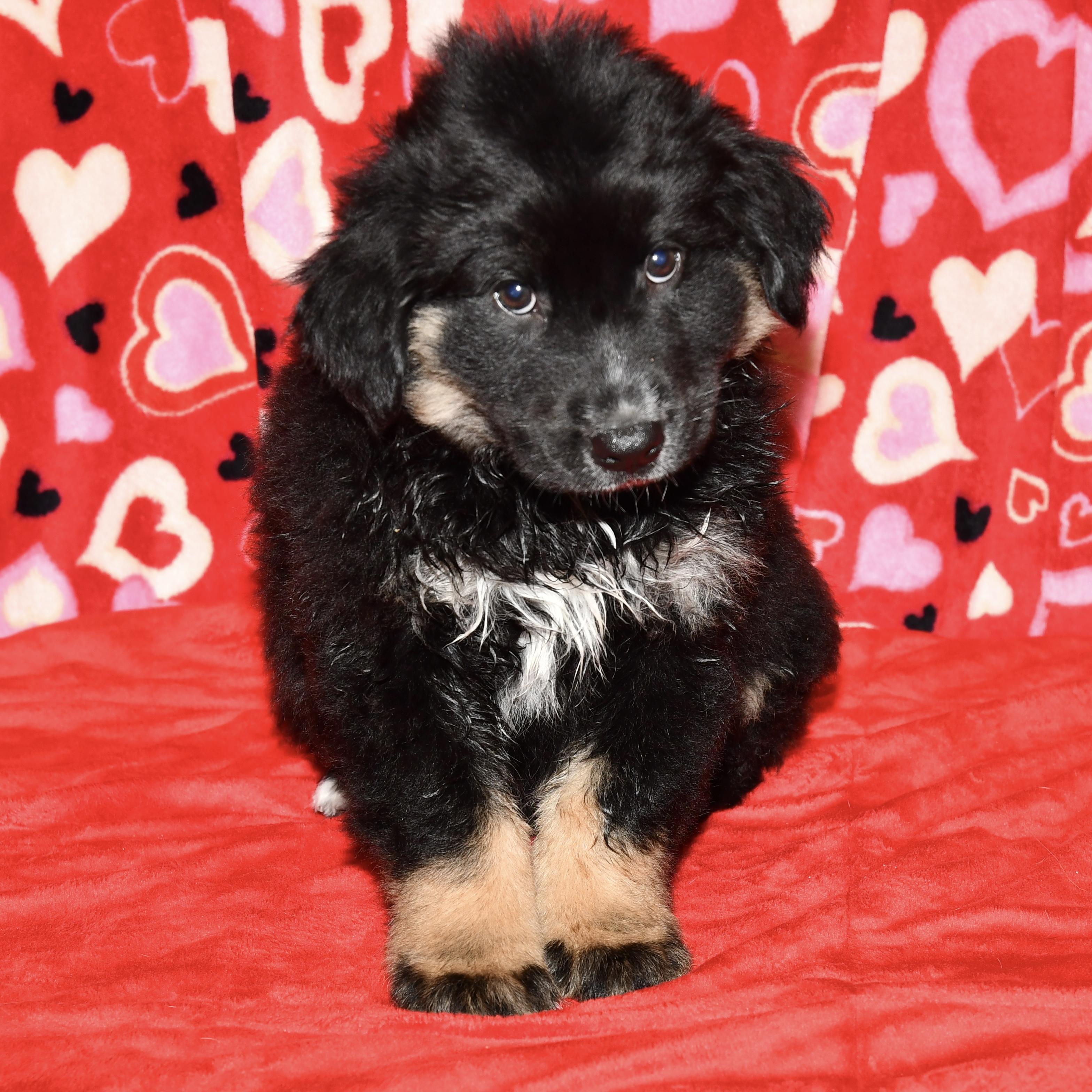 Enlarge Ash, an adopted mixed breed in Libertyville, IL image 1/3