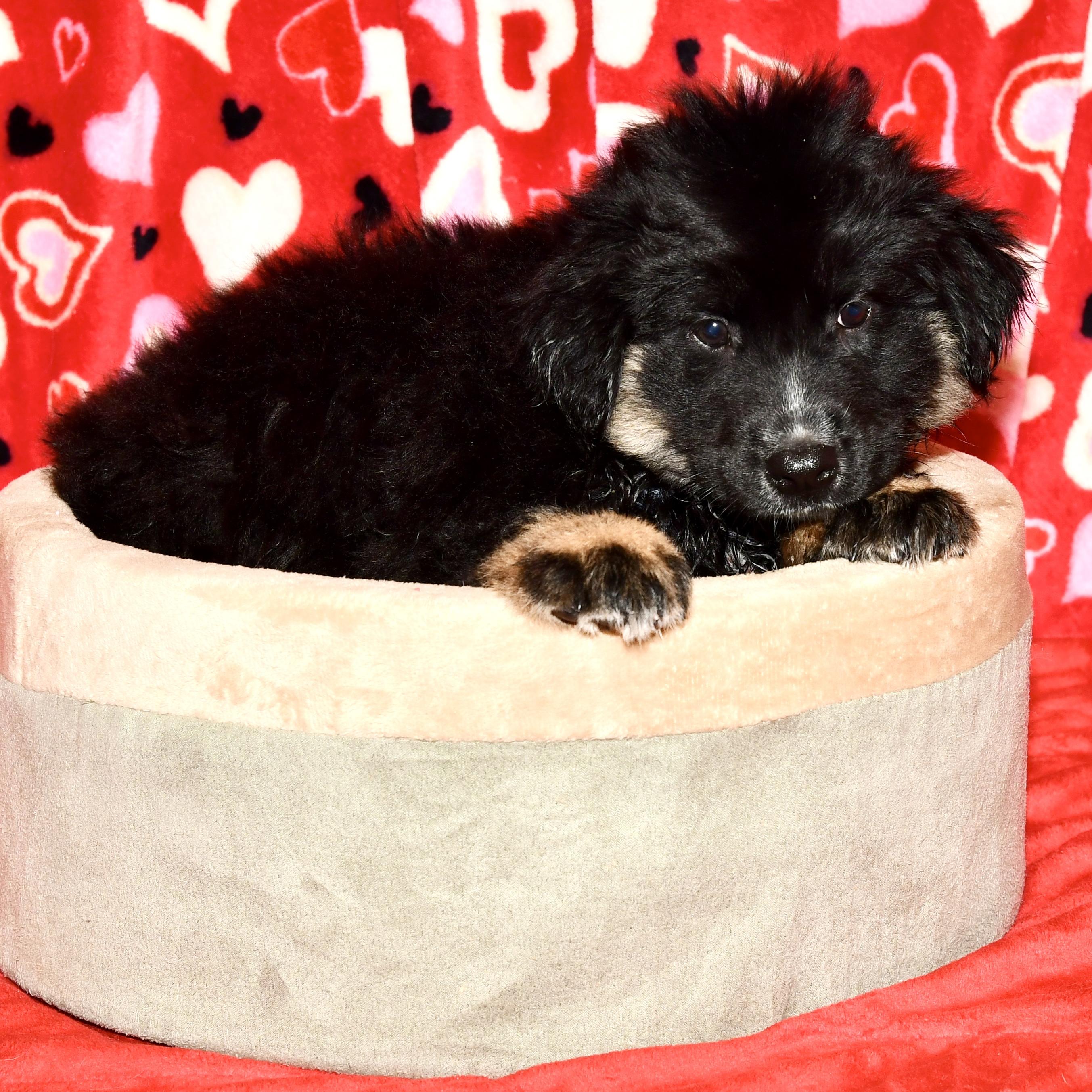 Enlarge Ash, an adopted mixed breed in Libertyville, IL image 3/3