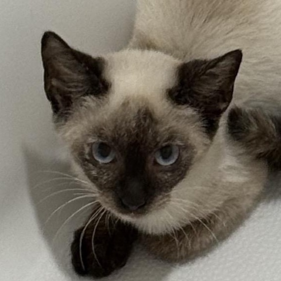 Enlarge Willow, a Adoptable Siamese in Richmond, VA image 1/1