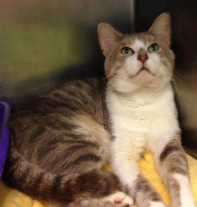 Enlarge Gaston, a Adoptable Domestic Short Hair in Anderson, IN image 1/1