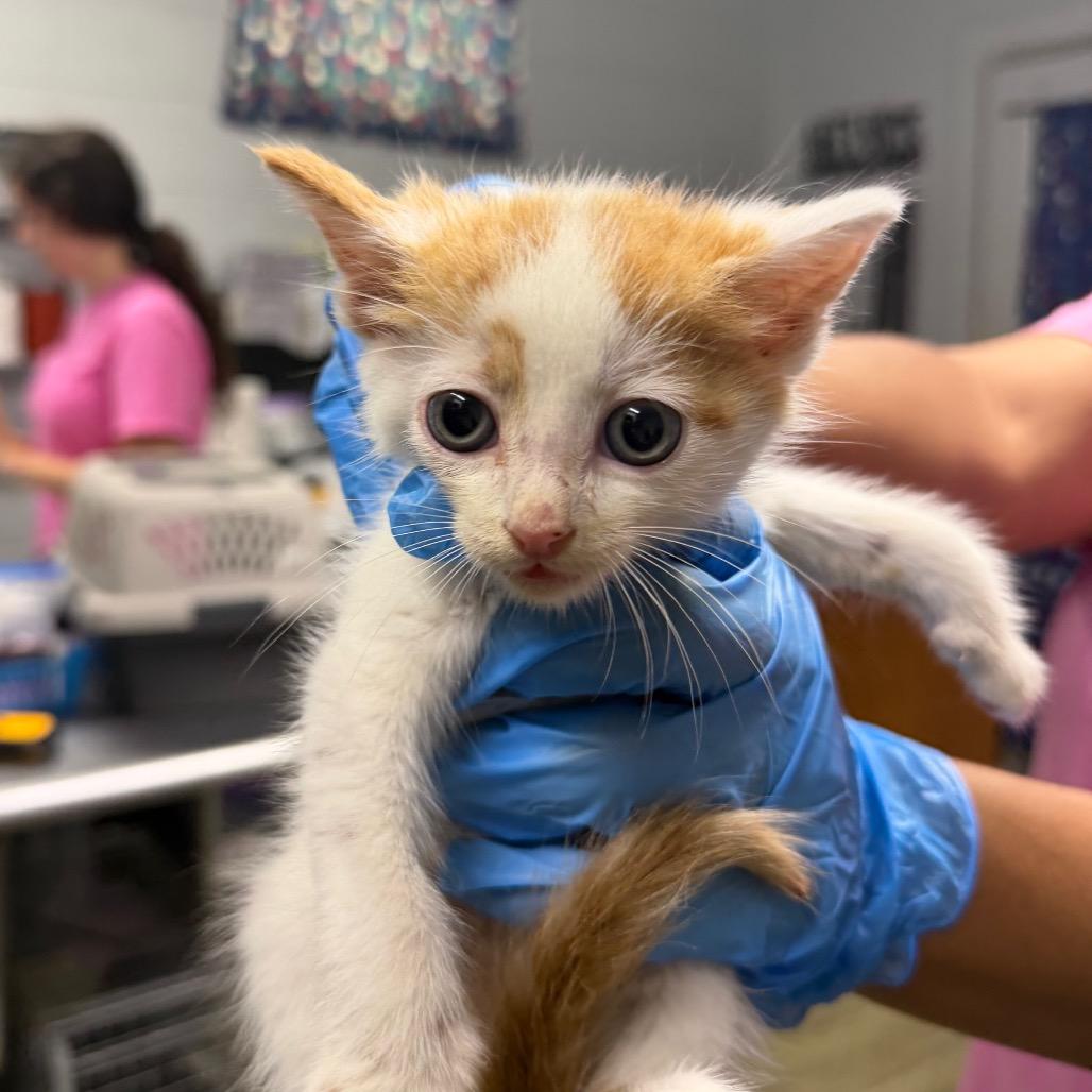 Enlarge Queso, a Adoptable Domestic Short Hair in Summerville, SC image 1/1