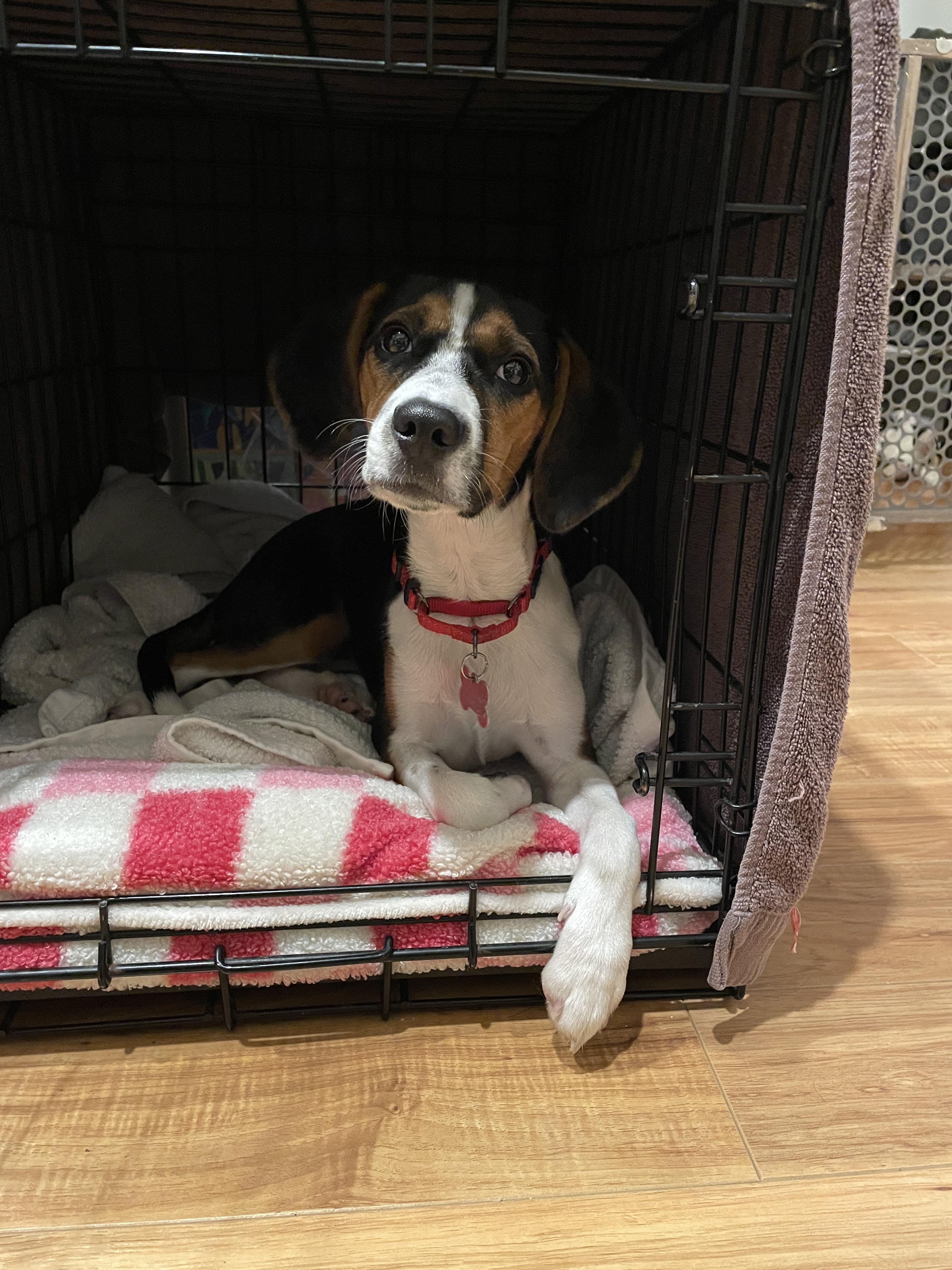 Enlarge Maple , a ADOPTABLE mixed breed in Succasunna, NJ image 2/6