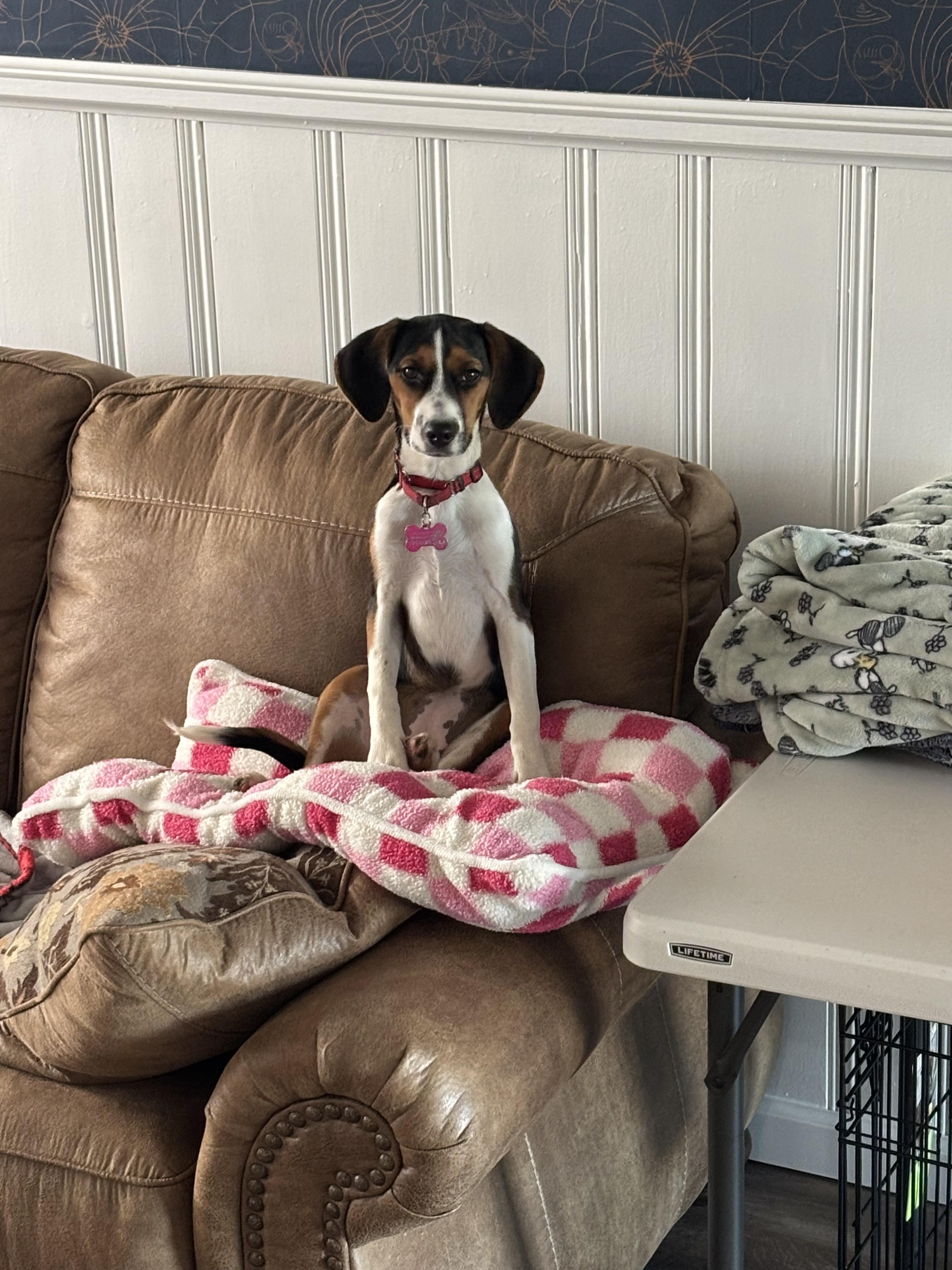 Enlarge Maple , a ADOPTABLE mixed breed in Succasunna, NJ image 4/6