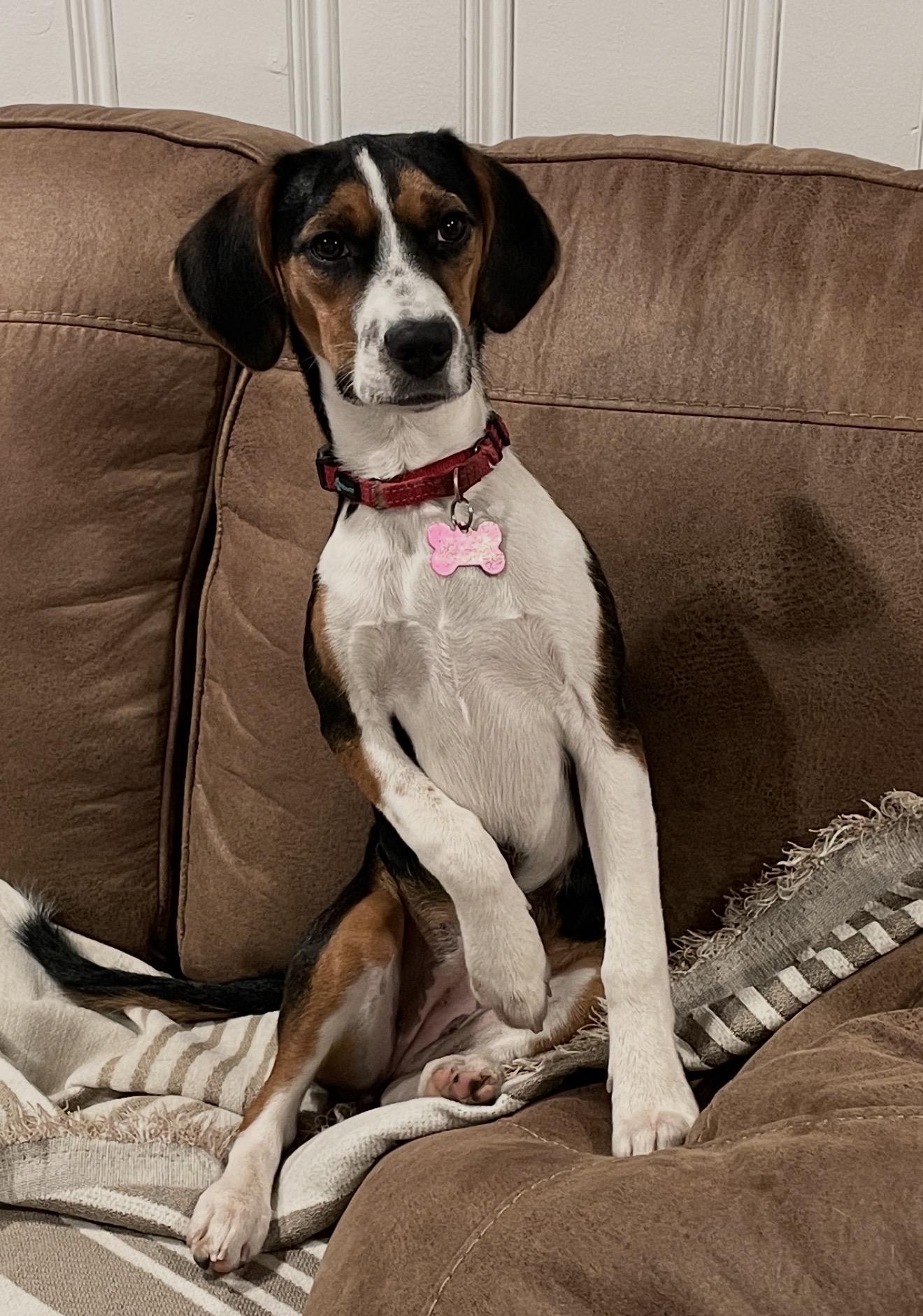 Enlarge Maple , a ADOPTABLE mixed breed in Succasunna, NJ image 3/6