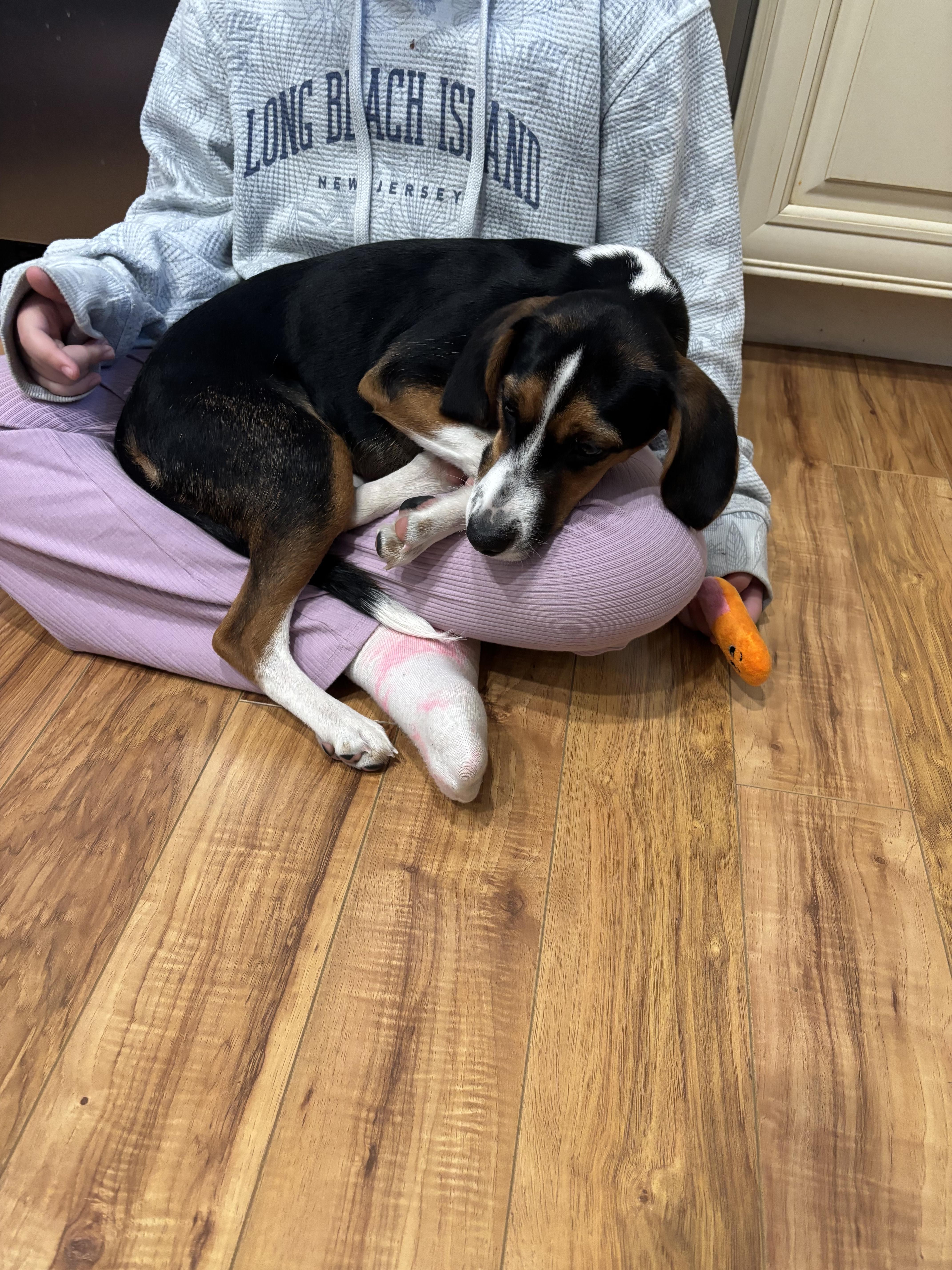 Enlarge Maple , a ADOPTABLE mixed breed in Succasunna, NJ image 6/6