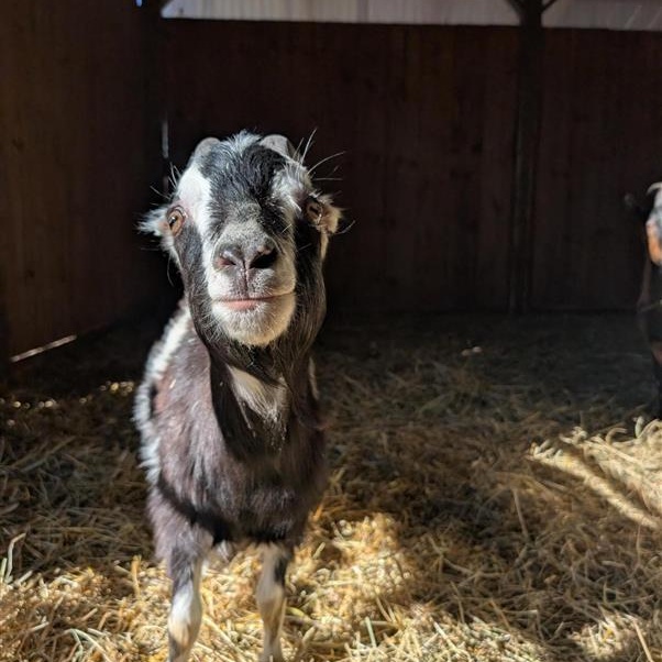 Enlarge Gumby, Felix, & Lenny, a ADOPTABLE Goat in Cooperstown, NY image 6/6