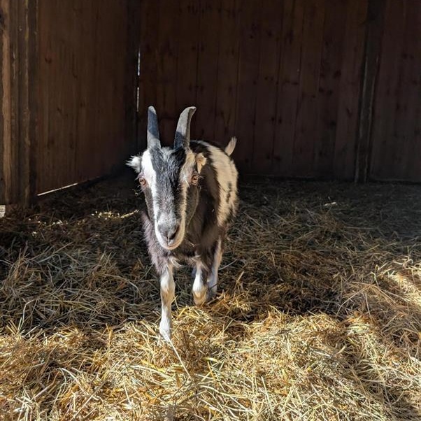 Enlarge Gumby, Felix, & Lenny, a ADOPTABLE Goat in Cooperstown, NY image 3/6