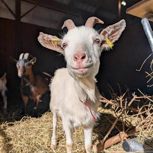 Enlarge Gumby, Felix, & Lenny, a ADOPTABLE Goat in Cooperstown, NY image 2/6