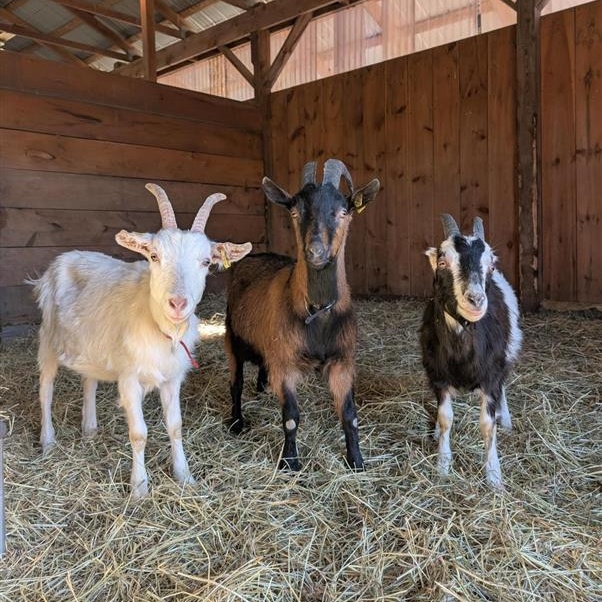 Enlarge Gumby, Felix, & Lenny, a ADOPTABLE Goat in Cooperstown, NY image 1/6