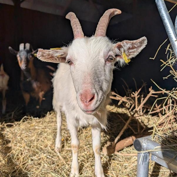 Enlarge Gumby, Felix, & Lenny, a ADOPTABLE Goat in Cooperstown, NY image 5/6