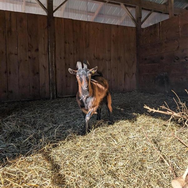 Enlarge Gumby, Felix, & Lenny, a ADOPTABLE Goat in Cooperstown, NY image 4/6