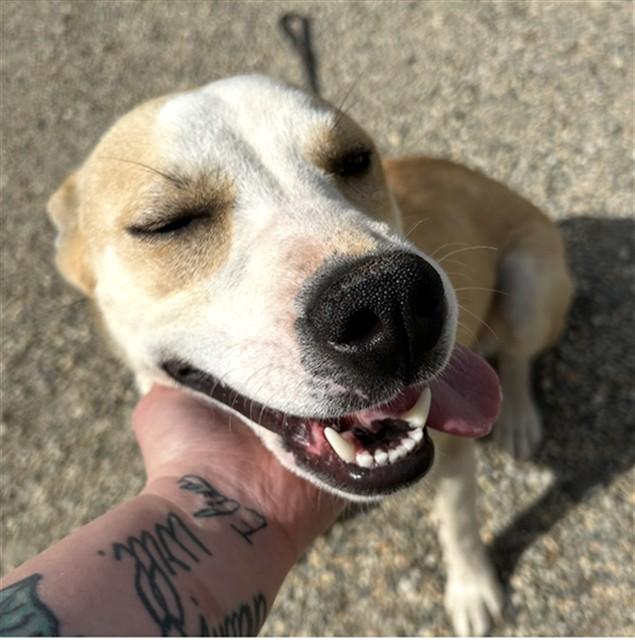 Enlarge EVEREST, a Adoptable mixed breed in Lincolnton, NC image 1/1