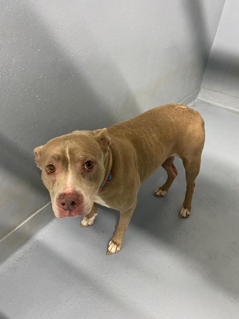 Enlarge Lola, a Adoptable American Staffordshire Terrier in Cartersville , GA image 1/1