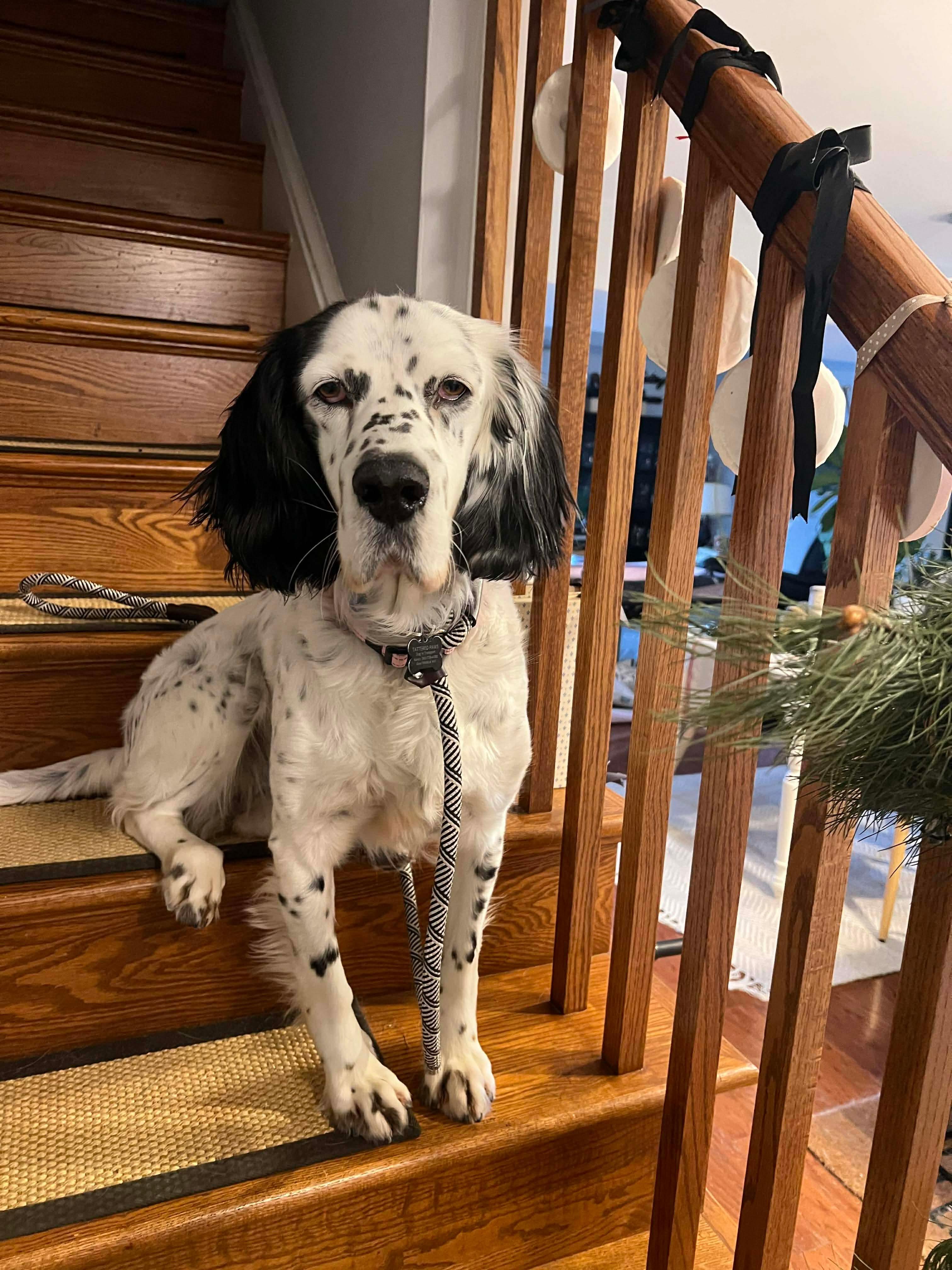 Enlarge Darlin, an adopted mixed breed in Eugene, OR image 2/5