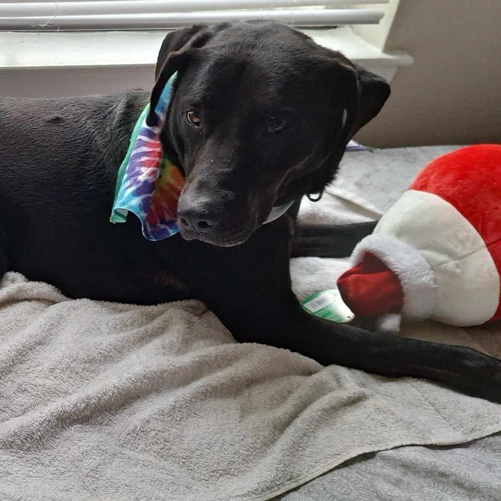 Cabela — thumbnail 3