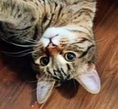 Oakley, ADOPTABLE, Young Male Domestic Short Hair.