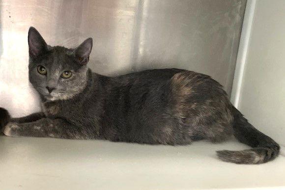 Eudora, Adoptable, Young Female Dilute Tortoiseshell.