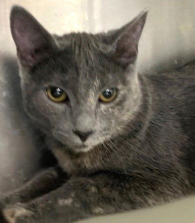 Eudora, a Adoptable Dilute Tortoiseshell in Carrollton, GA image 2/3