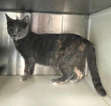 Eudora, a Adoptable Dilute Tortoiseshell in Carrollton, GA image 3/3