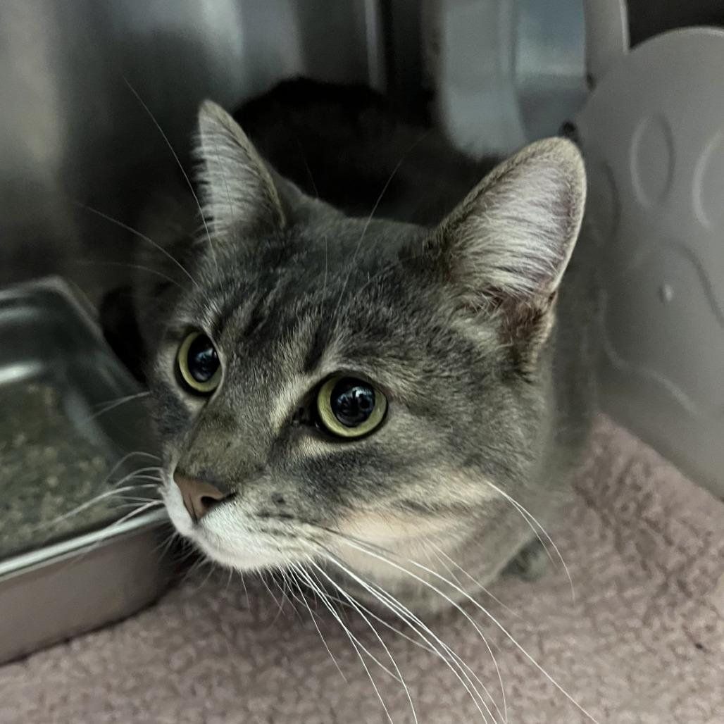 Vaina, Adoptable, Adult Female Domestic Short Hair.