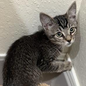 Apple Caramel, Adoptable, Kitten Female Domestic Short Hair & Siamese.