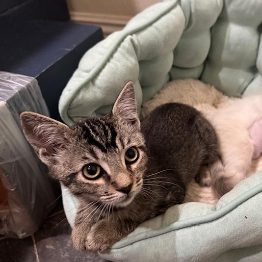 Enlarge Apple Caramel, a Adoptable mixed breed in Agoura Hills, CA image 2/2