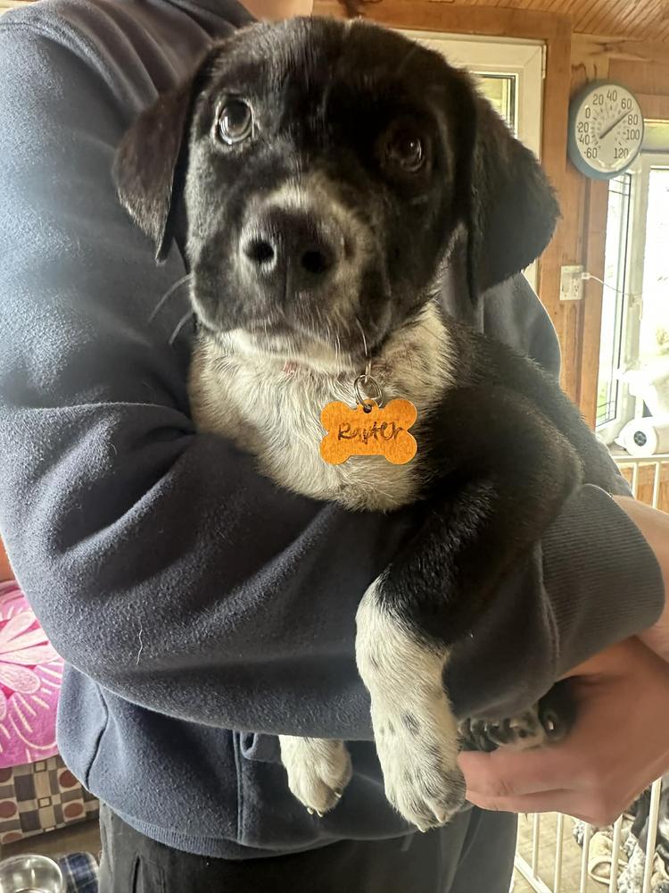 Enlarge Raptor Breeze, a Adoptable mixed breed in Waunakee, WI image 1/5