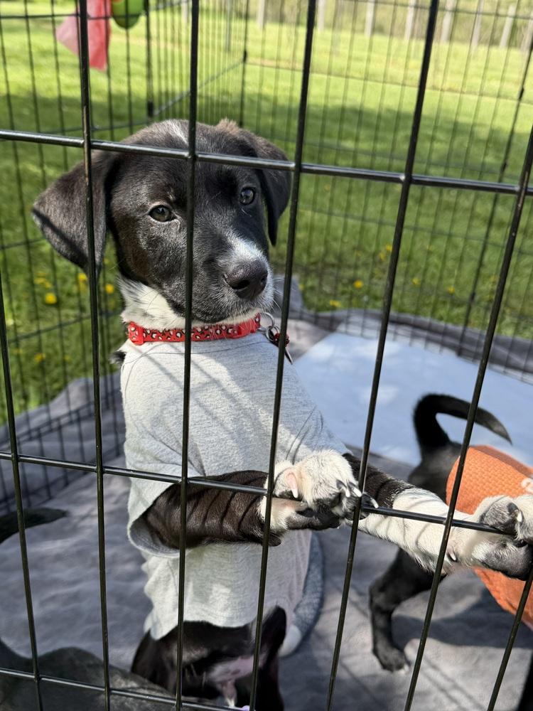 Enlarge Raptor Breeze, a Adoptable mixed breed in Waunakee, WI image 2/5