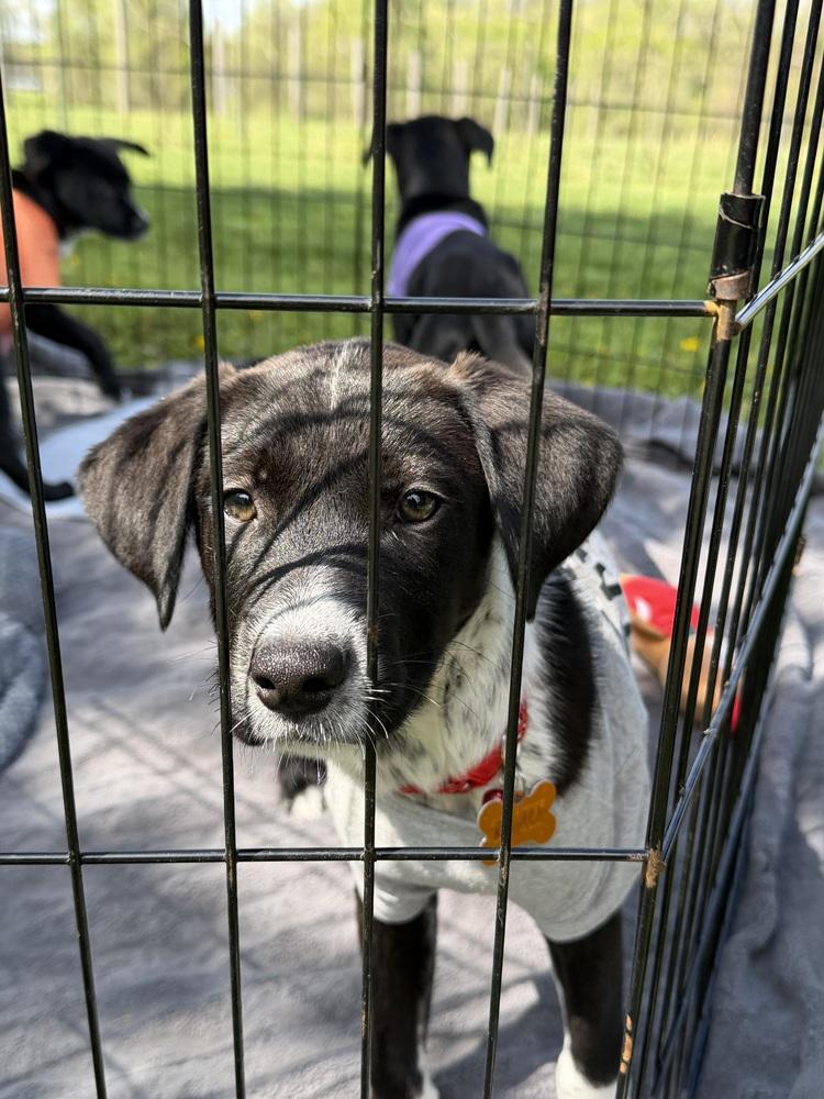 Enlarge Raptor Breeze, a Adoptable mixed breed in Waunakee, WI image 3/5