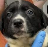 Enlarge Raptor Breeze, a Adoptable mixed breed in Waunakee, WI image 1/1