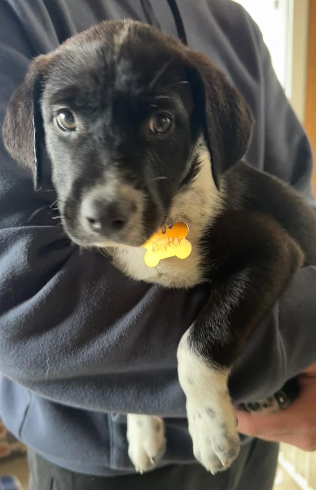 Enlarge Raptor Breeze, a Adoptable mixed breed in Waunakee, WI image 5/5
