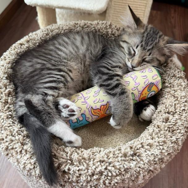 Buzz - Bonded with Rex, Adopted, Kitten Male Domestic Medium Hair.