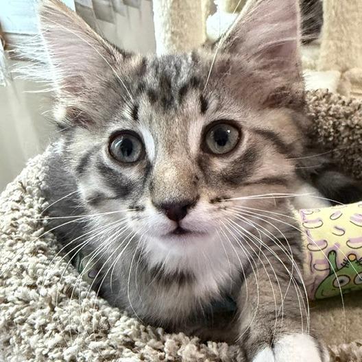 Enlarge Buzz - Bonded with Rex, a Adopted Domestic Medium Hair in Naperville, IL image 2/3