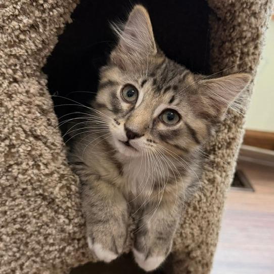 Enlarge Buzz - Bonded with Rex, a Adopted Domestic Medium Hair in Naperville, IL image 3/3