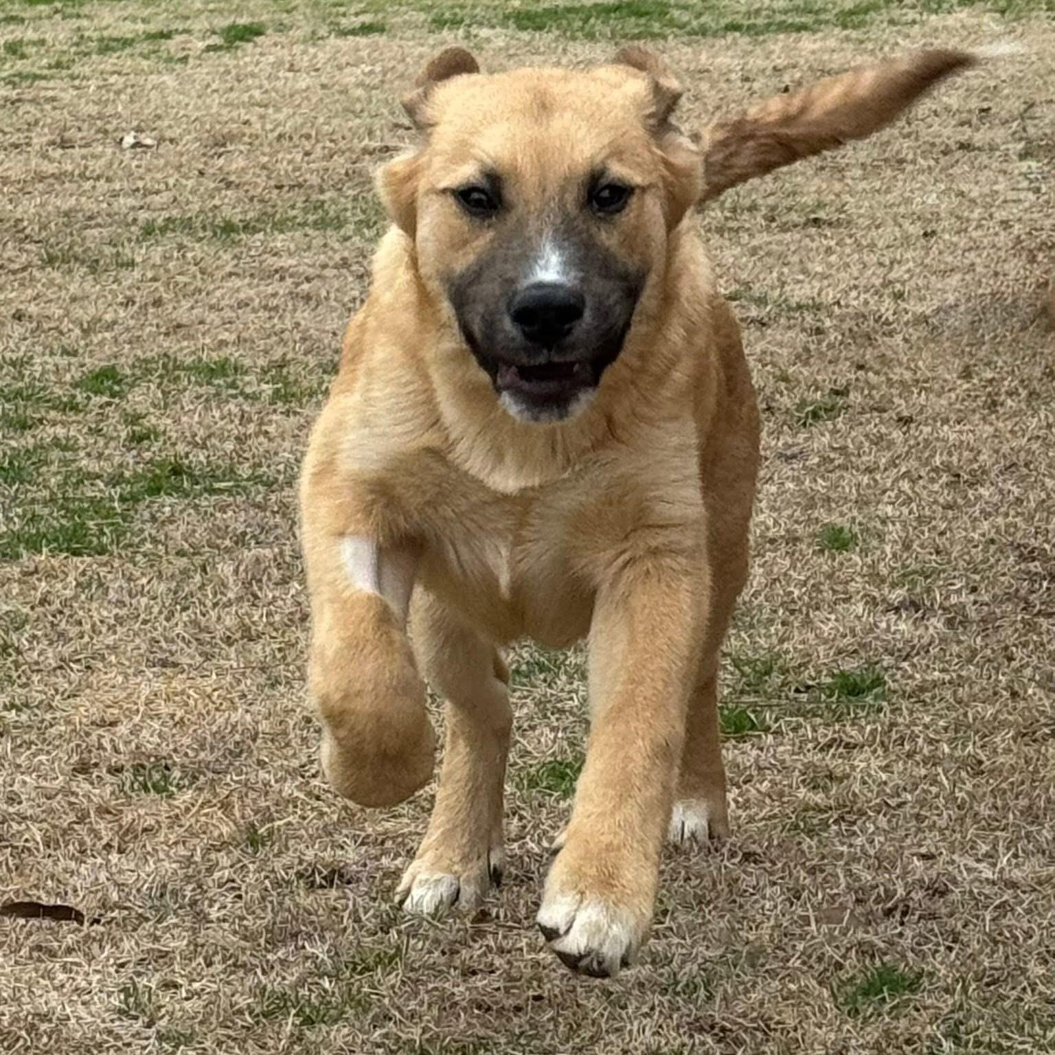 Scout, a ADOPTABLE mixed breed in Germantown , TN image 5/6