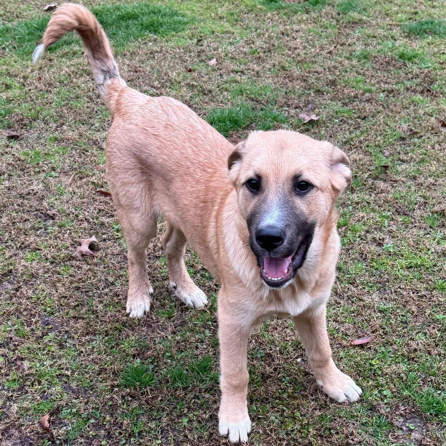 Scout, a ADOPTABLE mixed breed in Germantown , TN image 6/6