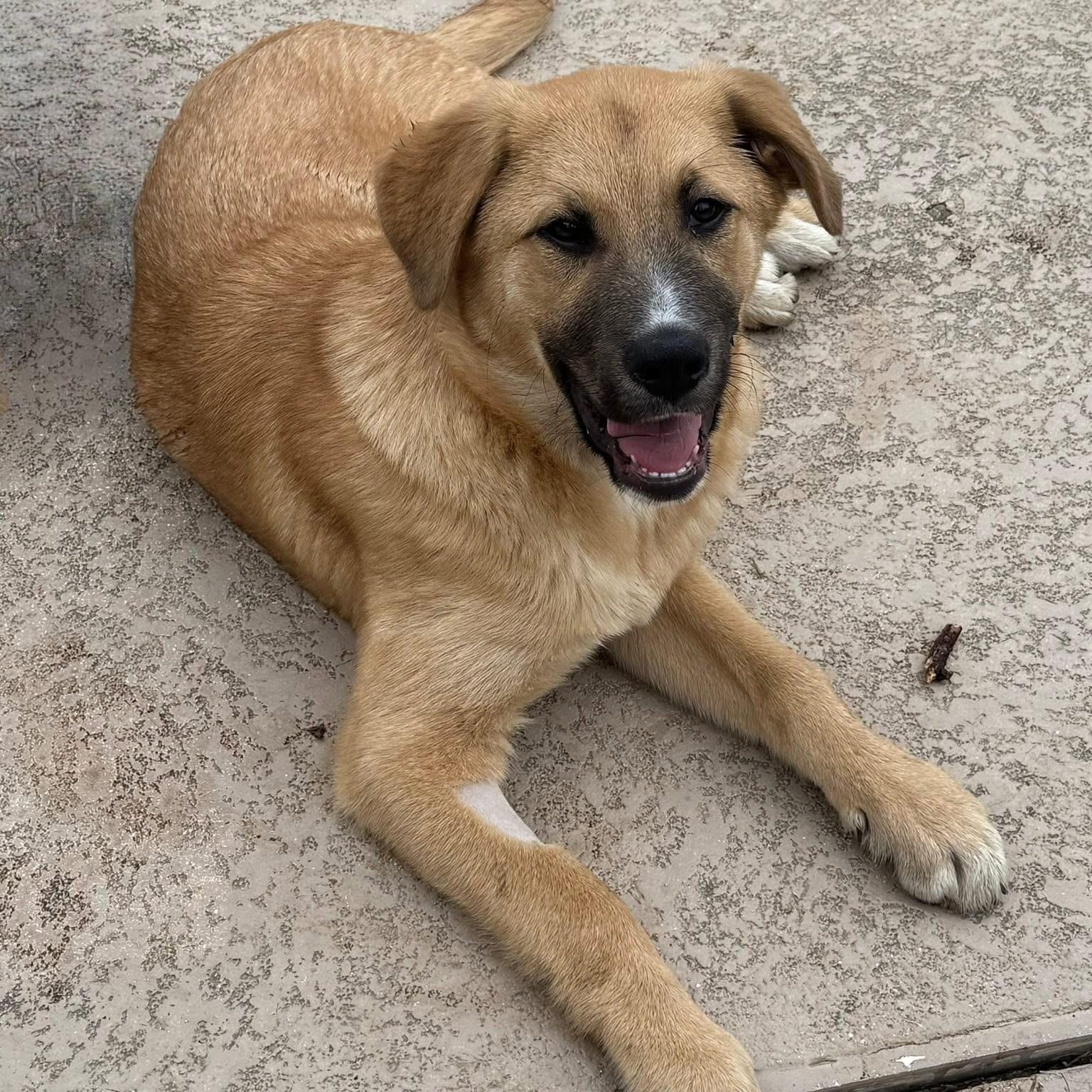 Scout, a ADOPTABLE mixed breed in Germantown , TN image 3/6